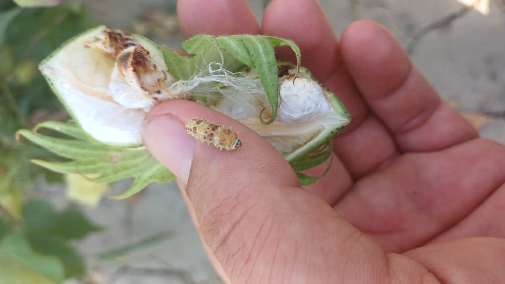 کرم خاردار پنبه